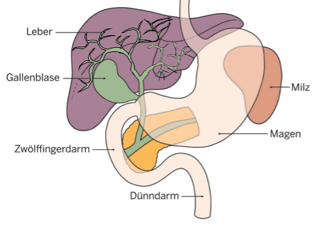 Diagramm menschlicher Verdauungsorgane: Leber, Gallenblase, Magen, Milz, Zwölffingerdarm und Dünndarm etikettiert.